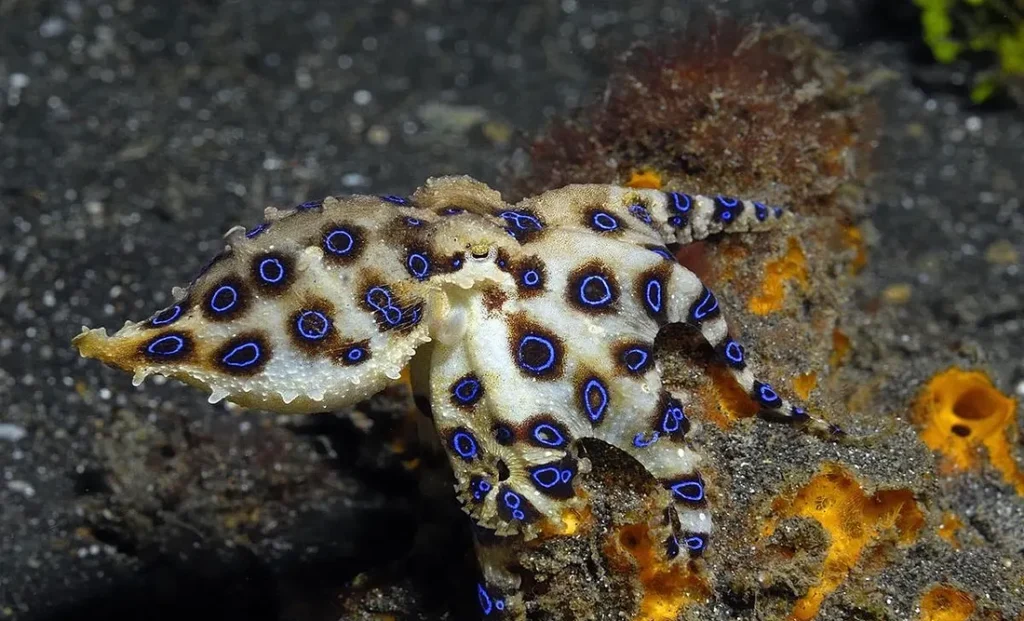 Blue ringed Octopus