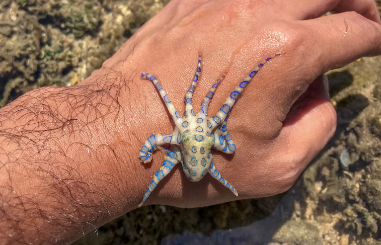 Blue ringed octopus