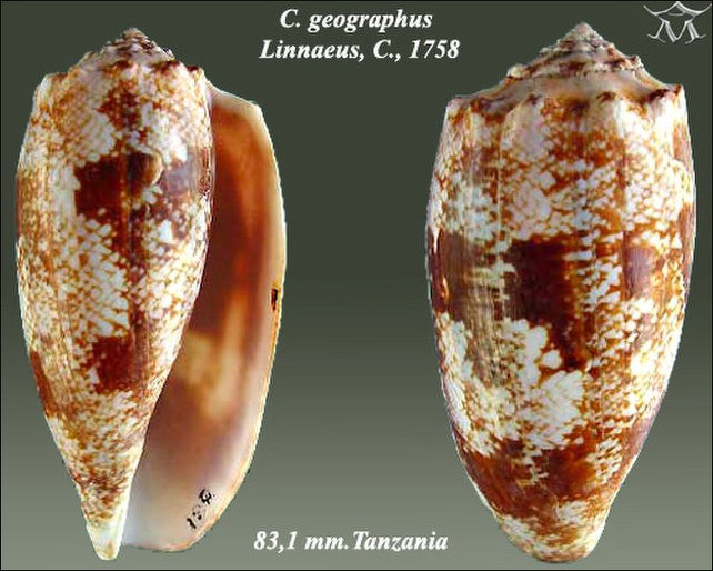 Geography Cone Snail Dorsal and Ventral
