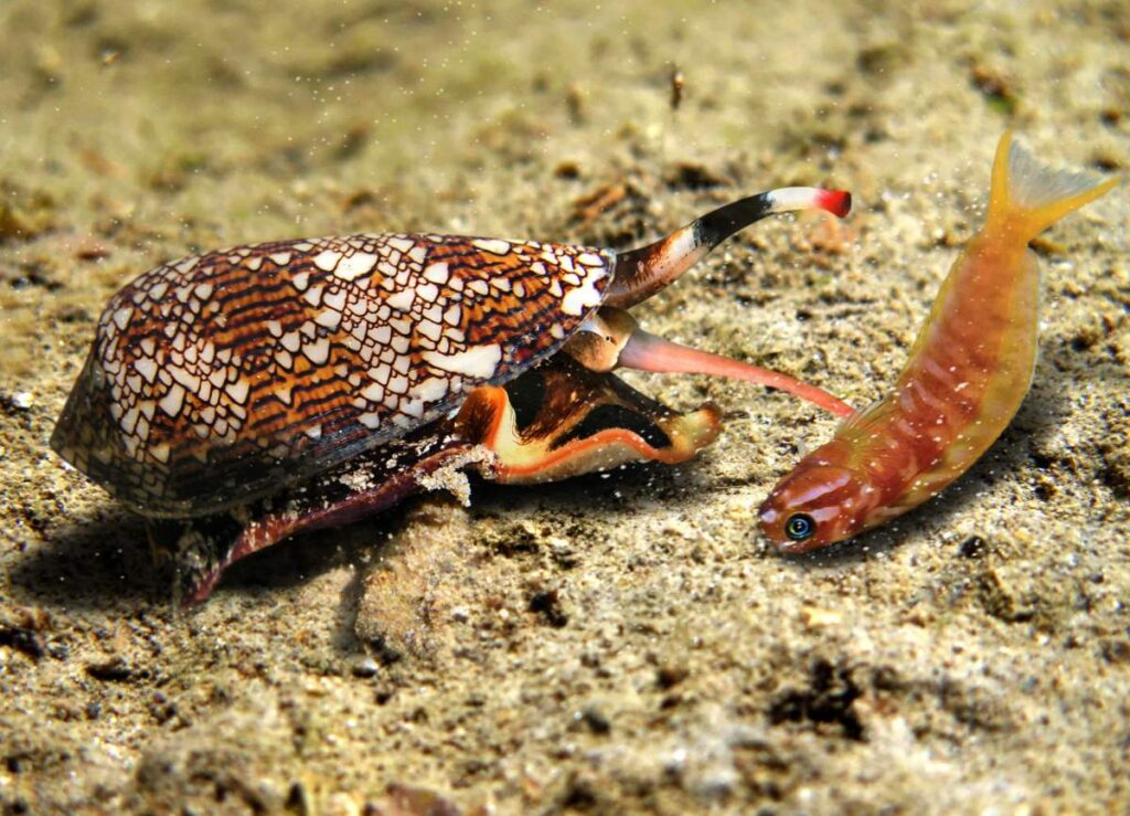 Textile Cone snail hunts