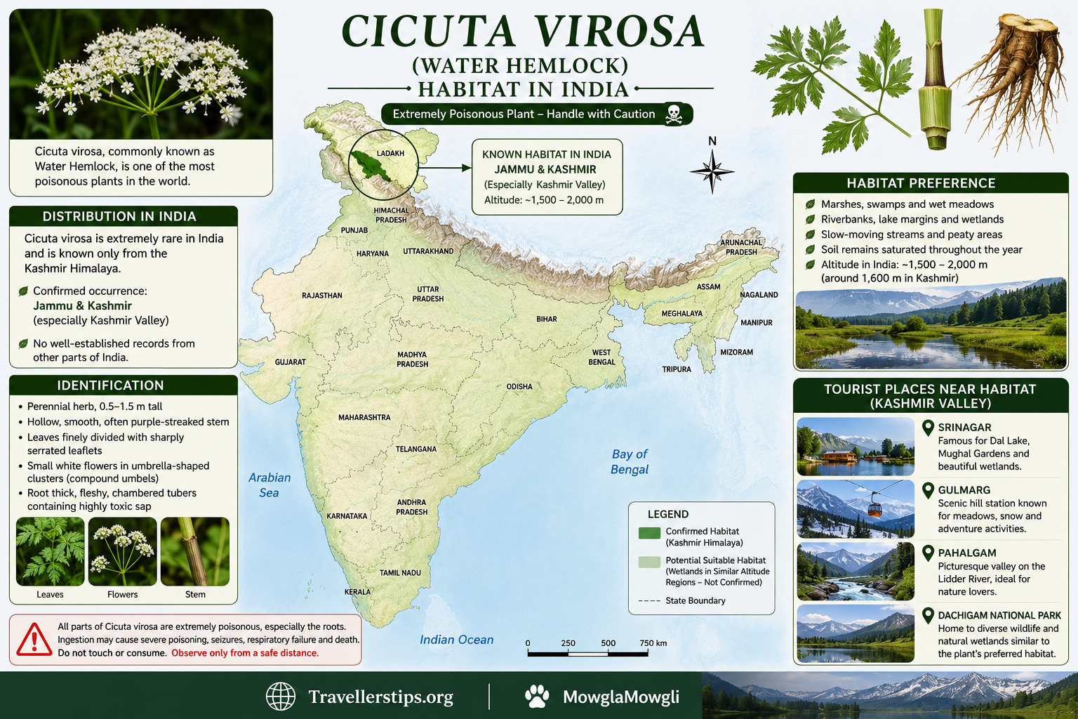 Habitat of Cicuta virosa