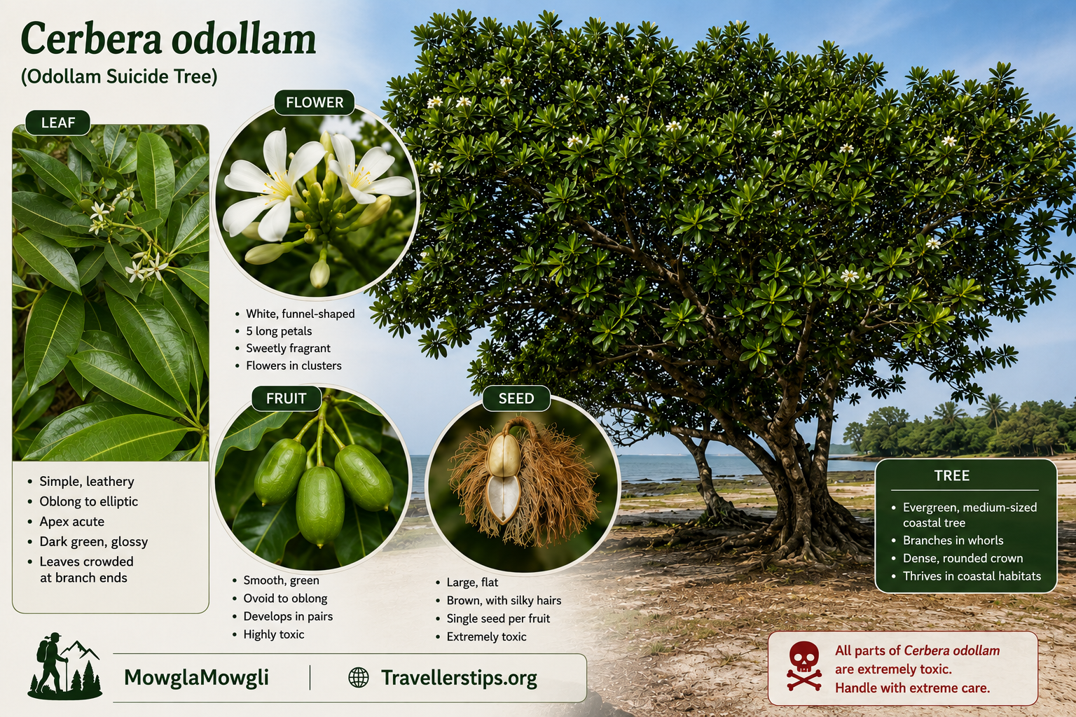 Poisonous Plants In India Every Tourist Must Know VOL-1